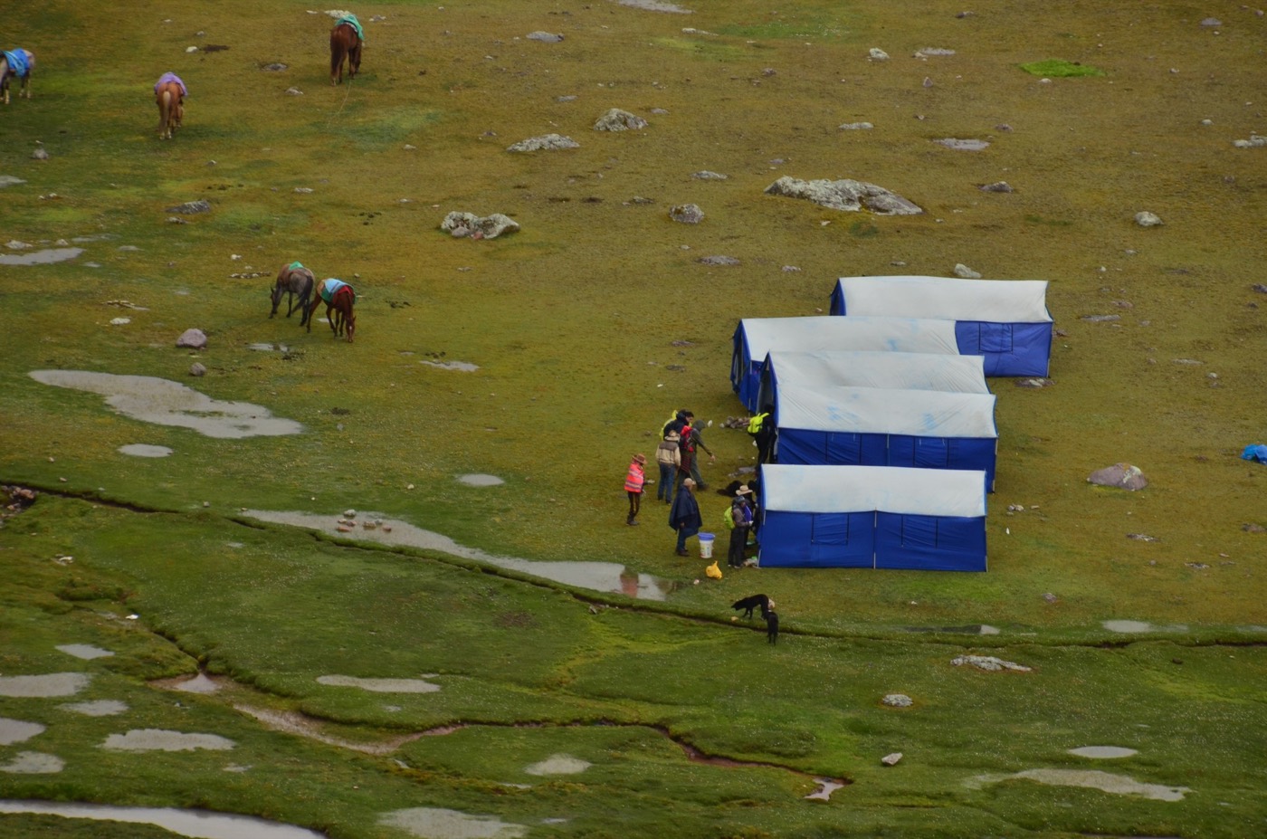 Campamento con carpas blancas y azules en una pradera de alta montaña; caballos de carga pastando al lado y un grupo de personas reunido entre las carpas